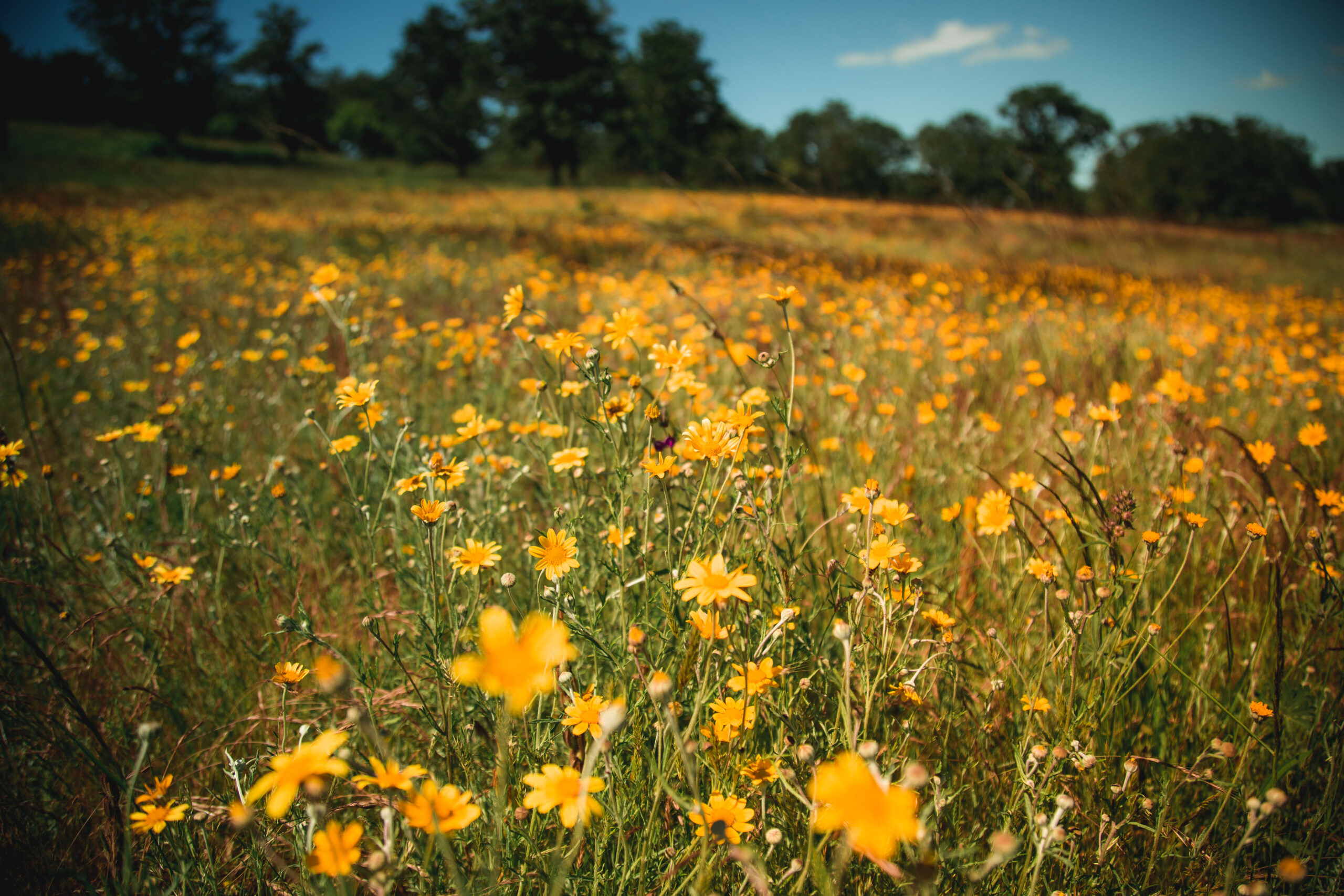 Decorative picture containing yellow wildflowers.